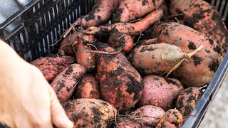 how to harvest sweet potatoes