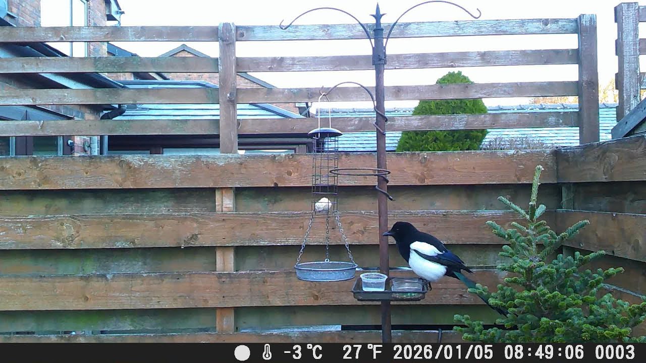 Garden Trail Camera 5th January 2026