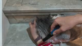 أداة إزالة عقد الحيوانات الأليفة Wahl Soft Grip Dematter: أداة إزالة عقد الحيوانات الأليفة screenshot 5