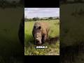 “Never Make Eye Contact With These 5 Animals 😨👇”#shorts