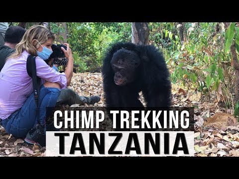 Video: Gre za kampiranje Chimp Campa - Eno veterinarsko doživetje v Tanzaniji