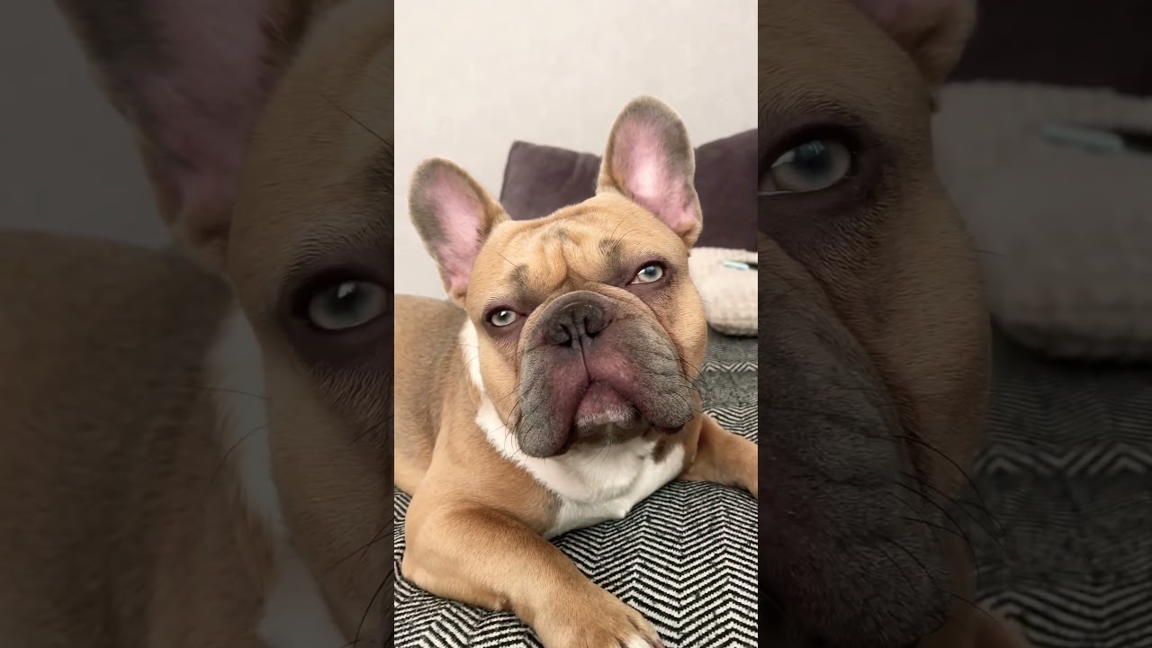 #bulldogfrances #puppy #tandemmtb #frenchbulldog #bulldog #frenchbulldoglife #frenchie #pets #poki