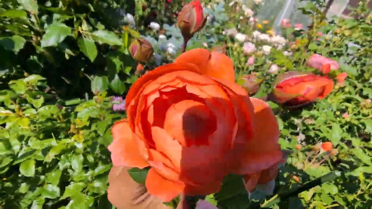 Summer Song David's Austin's rose, 2 years growing in container.