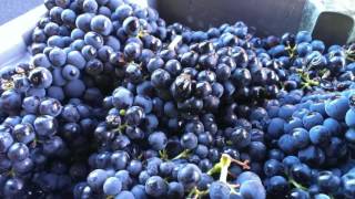 Vendimias Bodegas BAIGORRI