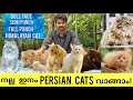 ന്യായമായ വിലയിൽ നല്ല കിടിലൻ Persian Catsനെ വാങ്ങാം | Best Quality Persian Cats | Himalayan Cat |