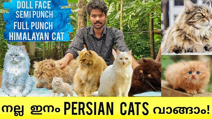 Watch the video about ന്യായമായ വിലയിൽ നല്ല കിടിലൻ Persian Catsനെ വാങ്ങാം | Best Quality Persian Cats | Himalayan Cat |