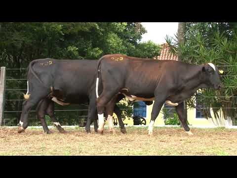 LOTE 223   LEILÃO 20 ANOS SANTA LUZIA   DIA 25 DE ABRIL, 10 HORAS   REMATEWEB PLUS