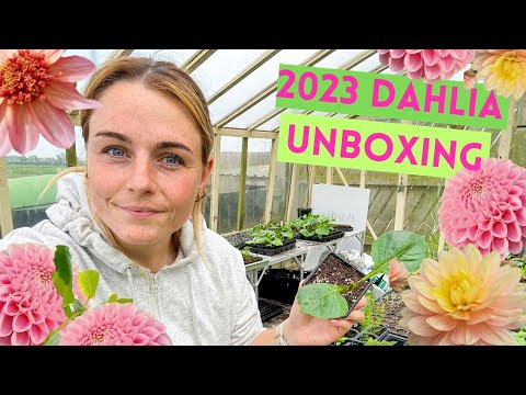 Dahlia Delivery (Unboxing, Potting & Pinching) 🌸