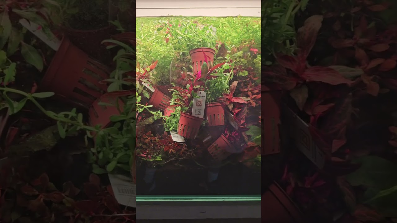 Tropica pot holding tank is looking stacked with aquarium plants! 🤣 #plantedaquarium