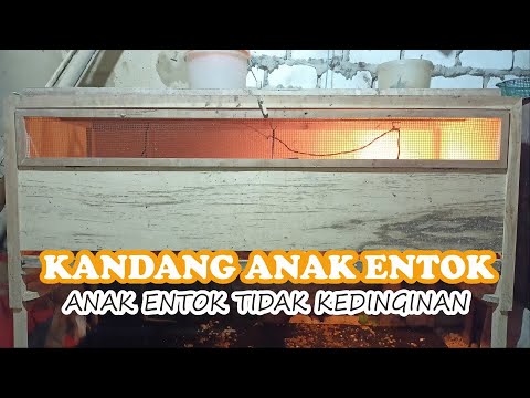KANDANG ANAK ENTOK (DOE) | Review Kandang/Box Anakan Entok (DOE)