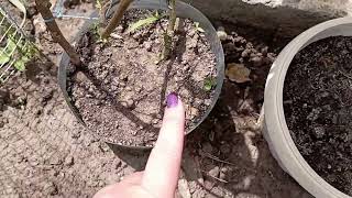 Инжир, акебия и другие растения моего сада. Ответ на вопрос по поводу удобрения. 21.05.2024г.