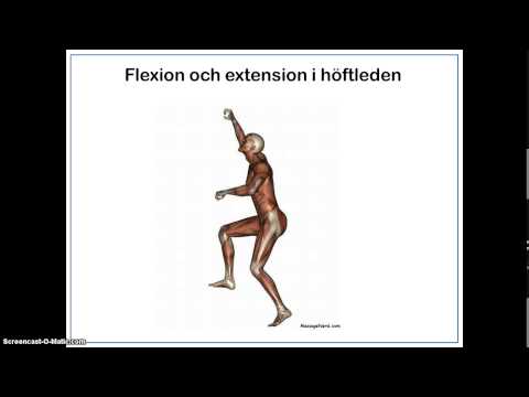 Anatomiska läges- och rörelsebegrepp