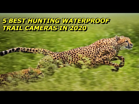 5 Best Hunting Waterproof Trail Cameras in 2020