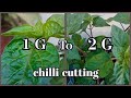 Dalle khursani  1g to 2 g cutting process , अकबरे खुर्सानी( Habanero chilli)