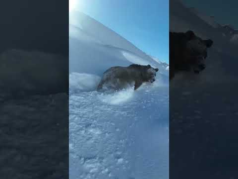 Majestic bear braves the deep snow