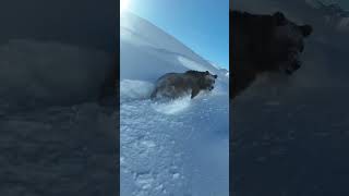 Majestic Bear Braves The Deep Snow