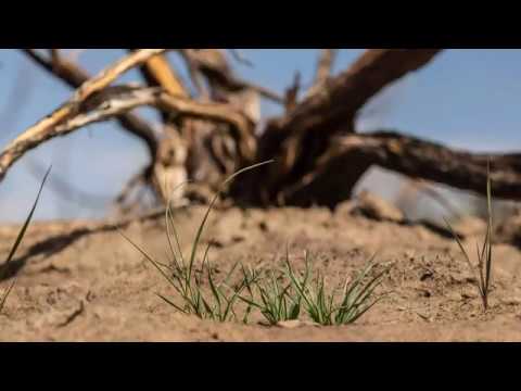 Video: Steggies van 'n vuurbosstruik – wenke om 'n vuurbos uit steggies te kweek