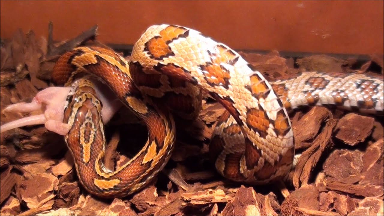 video to gif pantherophis guttatus