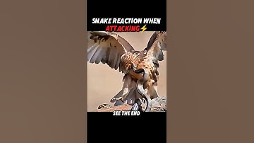 Even the Fast Snake Couldn’t Touch the Cat! 😼🐍 #trending #animals #wildlife #cat #snake #shorts