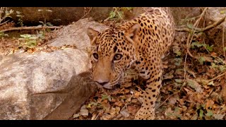 In the Presence of Animals - 3D 360 In the Presence of Animals - 3D 360