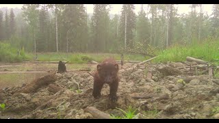 Trail Camera Video - Aug 8, 2023