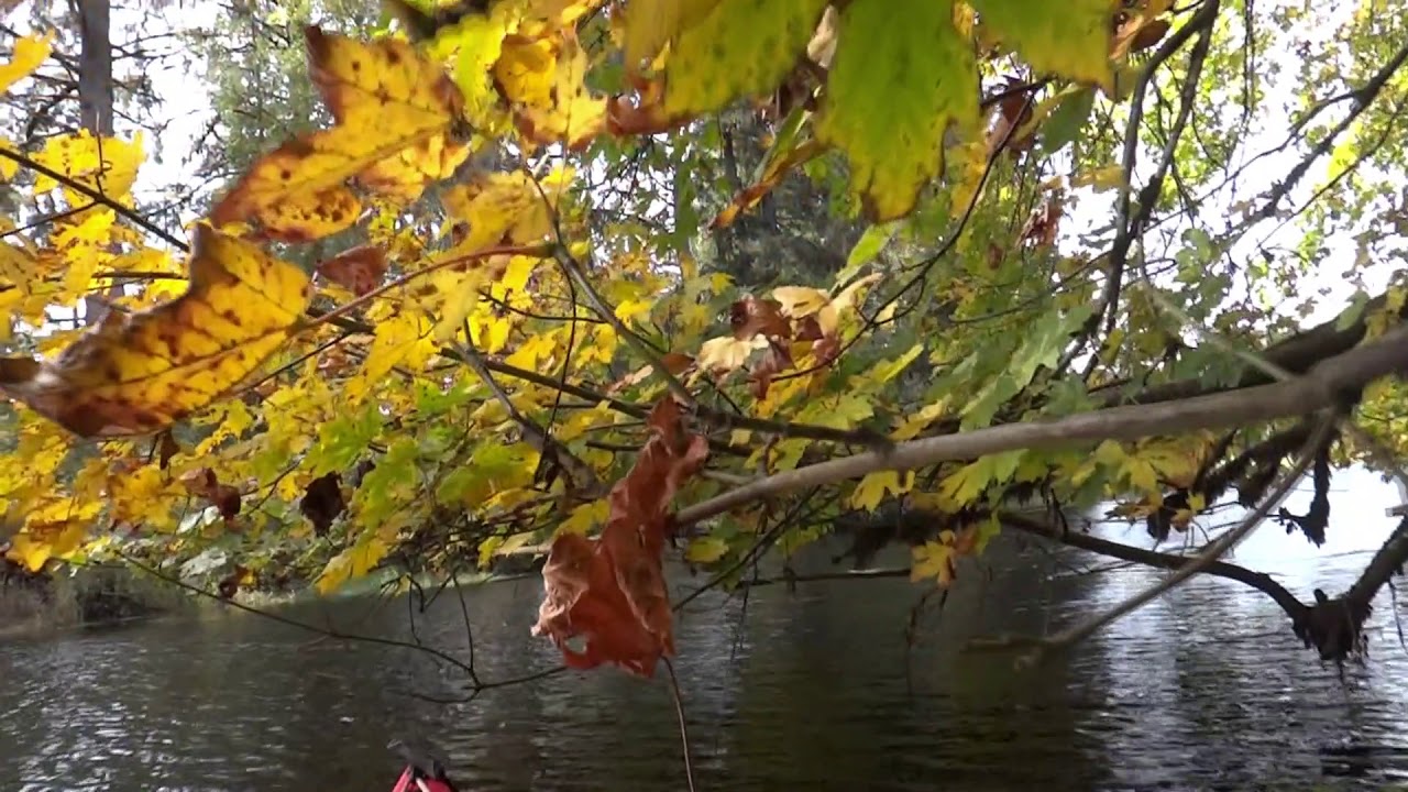 Drifting through an autumnal maple on Youngs River in Oregon