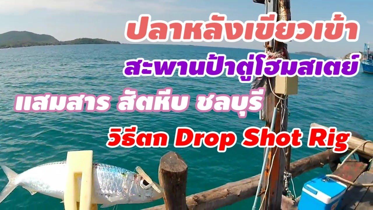 ตกปลา แสมสาร สะพานป้าตู่โฮมสเตย์ ส้ตหีบ ชลบุรี เจอปลาหลังเขียว วิธีตกDrop Shot Rig คลิปแรกของปี