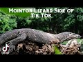 Monitor Lizard Side of Tik Tok
