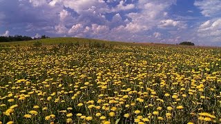 MASUREN - Frühling Löwenzahn Wiese / DOKU DEUTSCH 1080p HD