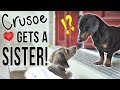 Ep 1 crusoe gets a sister  cute dachshund puppy