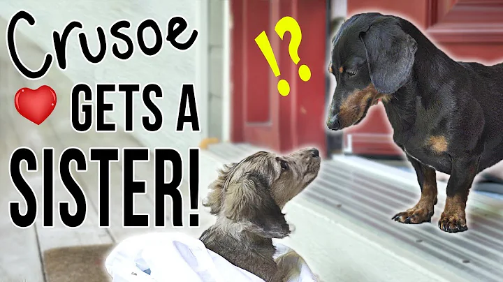 Ep #1: Crusoe Gets a SISTER! - (Cute Dachshund Pup...