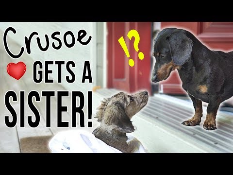 ep-#1:-crusoe-gets-a-sister!---(cute-dachshund-puppy-video!)