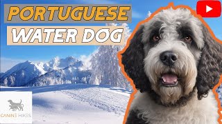 Canine Hikes E18: Dive into the World of Portuguese Water Dog