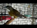 Suara Pikat Cucak Jenggot Sumatra Mp3 - Mp4 Download