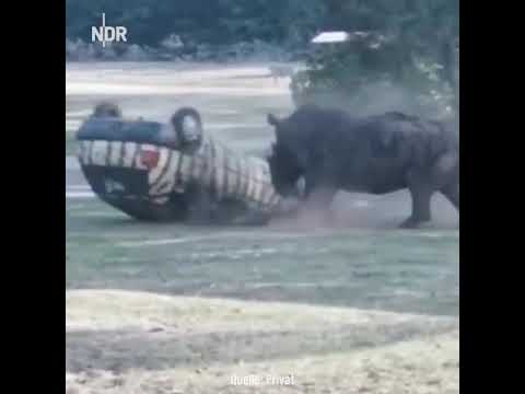 Video: S. Africa Rhino Hunting Veiling Leidt Tot Controverse