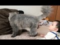 猫のしっぽが気になる赤ちゃん【エキゾチックロングヘア】