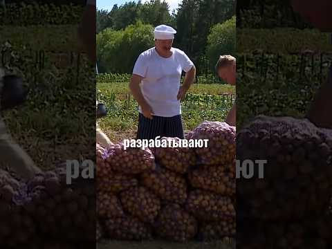 В какой стране больше потребляют картошки? 🥔