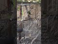 bird fight 😬😬 #parrot