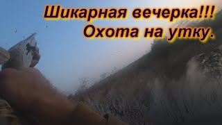 Охота на утку. Отличная вечерочка, норма на двоих. ОХОТА 2021.Искали голубя, попали на утку))))