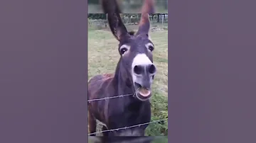حمار يضحك على حمار Donkey Donkeystory 