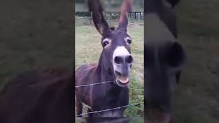 حمار يضحك على حمار #donkey #donkeystory