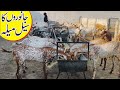 Heavyweight makkhi cheena bakre agha saddam wanda result gujranwala bakra mandi 2024 qurbani