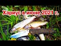 Рыбалка на хариуса в начале июня 2021 года. река Малиновка.