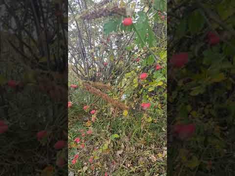 Не проходите мимо шиповника.. #shorts