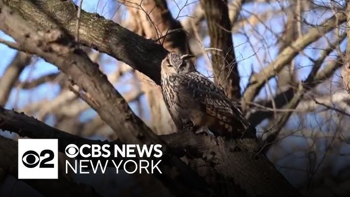 Birth Control For Rats Flaco S Laws Considered In Nyc