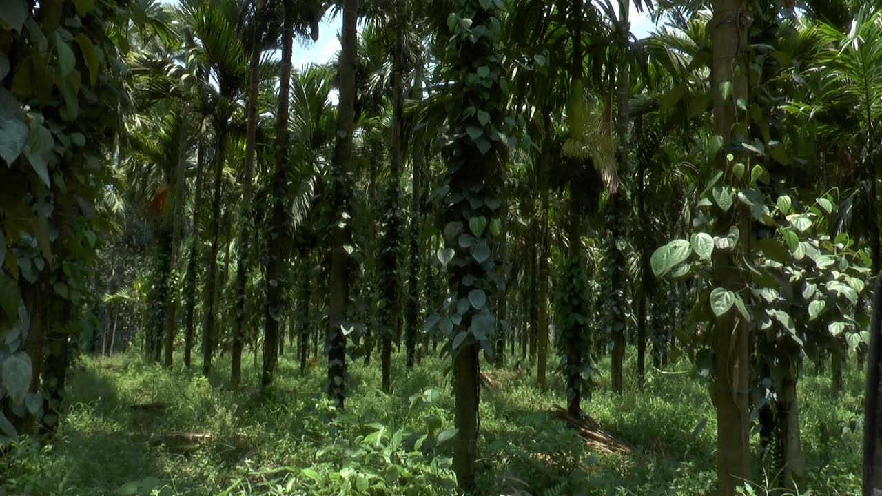 ಕಾಳುಮೆಣಸಿನಲ್ಲಿ ನೀರು ನಿರ್ವಹಣೆ, ಸೊರಗು ರೋಗ ನಿಯಂತ್ರಣ - ಶ್ರೀ ಸುರೇಶ್ ಬಲ್ನಾಡು |Water in  management  pepper