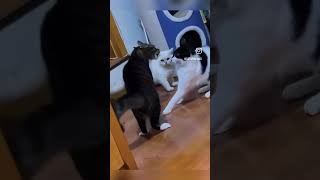 Download Lagu Santai dulu kawan #funny #cat MP3