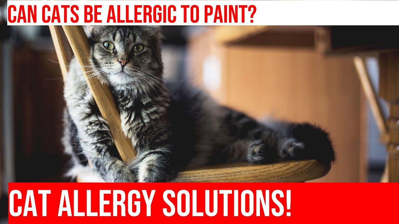 Can Cats Develop Paint Allergies? Everything You Need to Know YouTube
