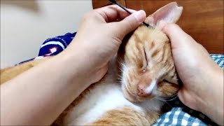 耳掃除で信頼関係を築いた猫とお母さんです。
