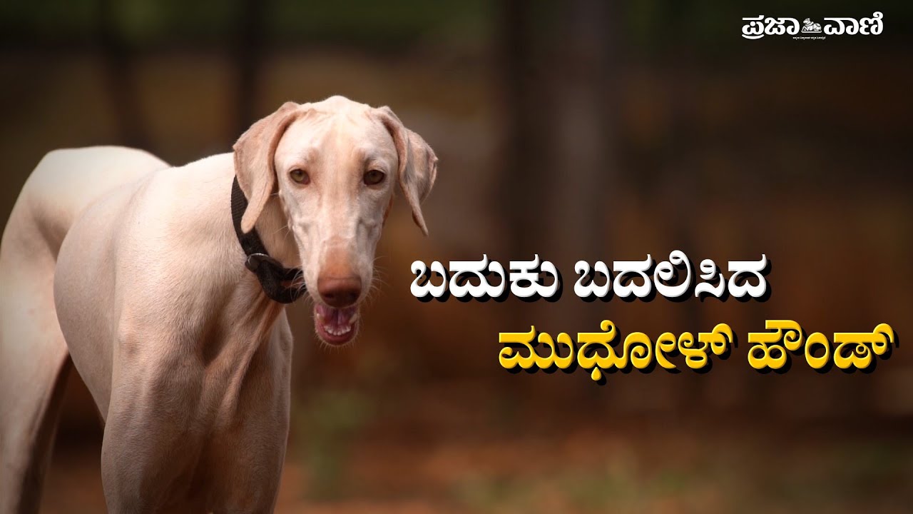 ಬದುಕು ಬದಲಿಸಿದ ಮುಧೋಳ್‌ ಹೌಂಡ್‌ | Mudhol Hound I Mudhol Dog I ಮುಧೋಳ್ ನಾಯಿ